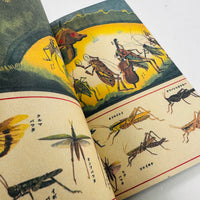 Anthropomorphic Japan - The Insects