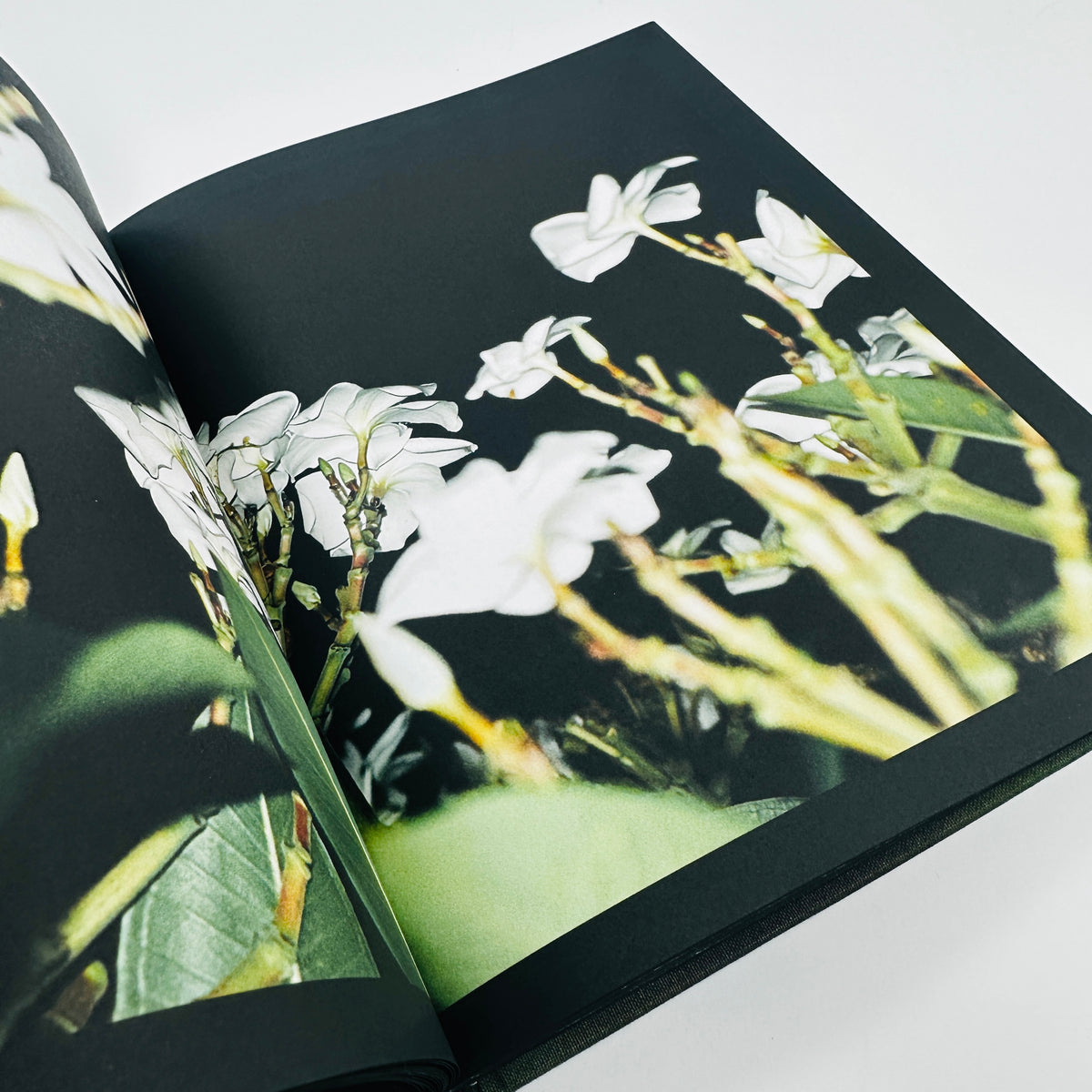 Aprictiy - Jamie Png