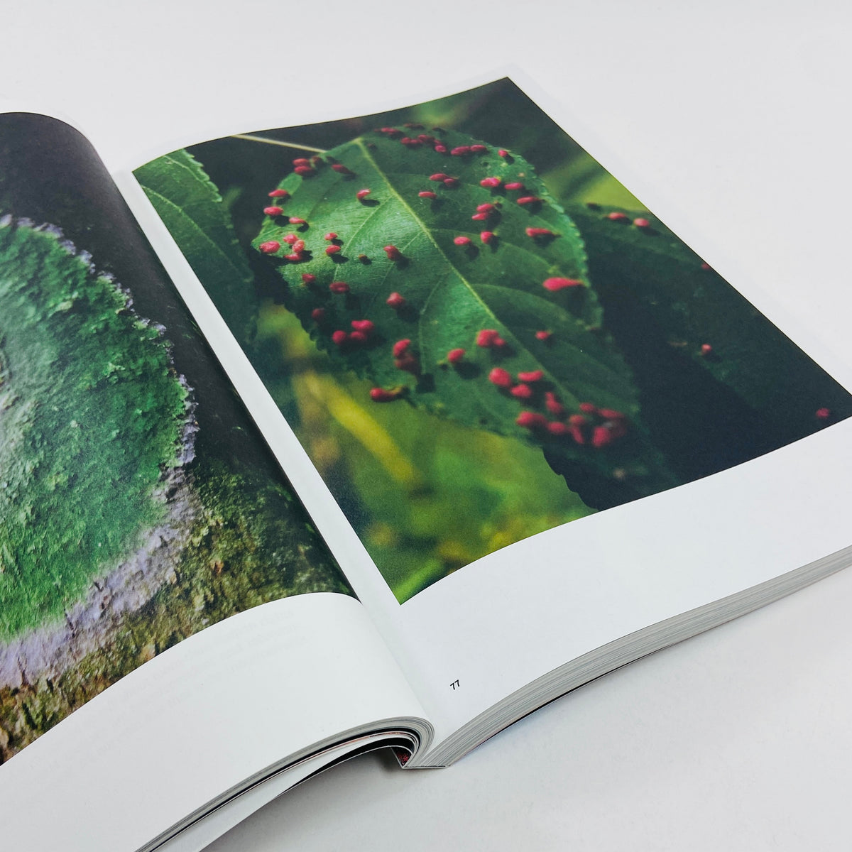 Atmos #12 - Pollinate