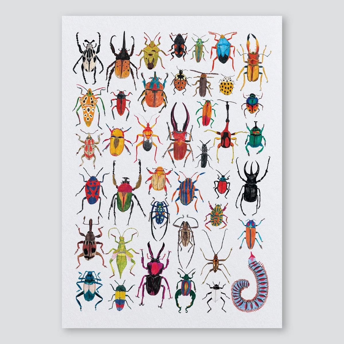 Beetles and Bugs A3 Print - James Barker