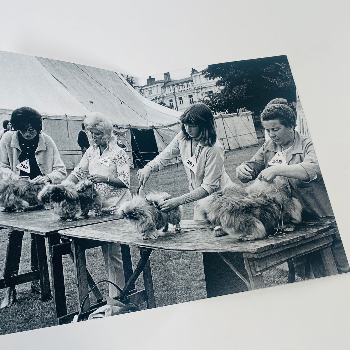 Dogs 1960s–1980s - Shirley Baker