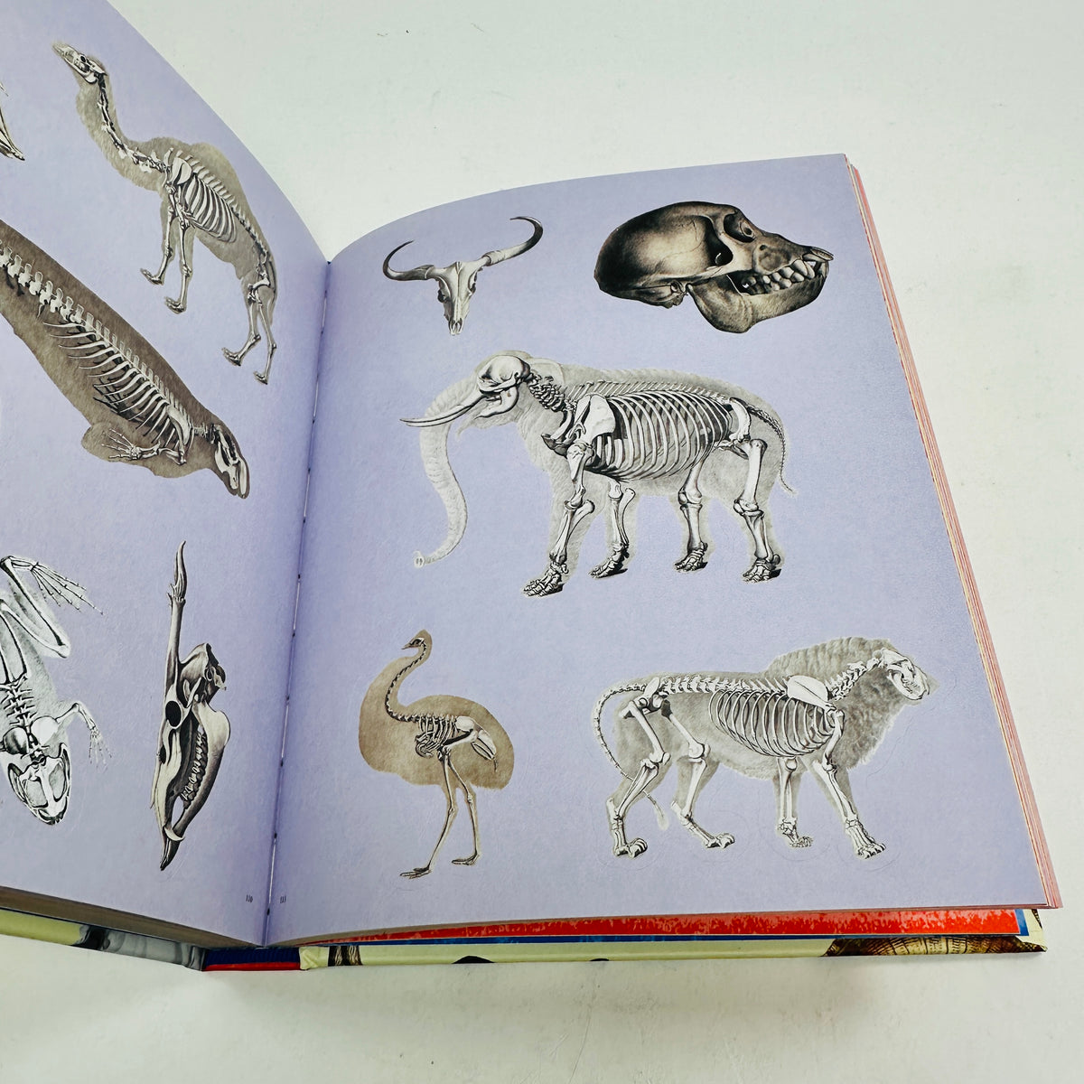 Extraordinary Things Sticker Book