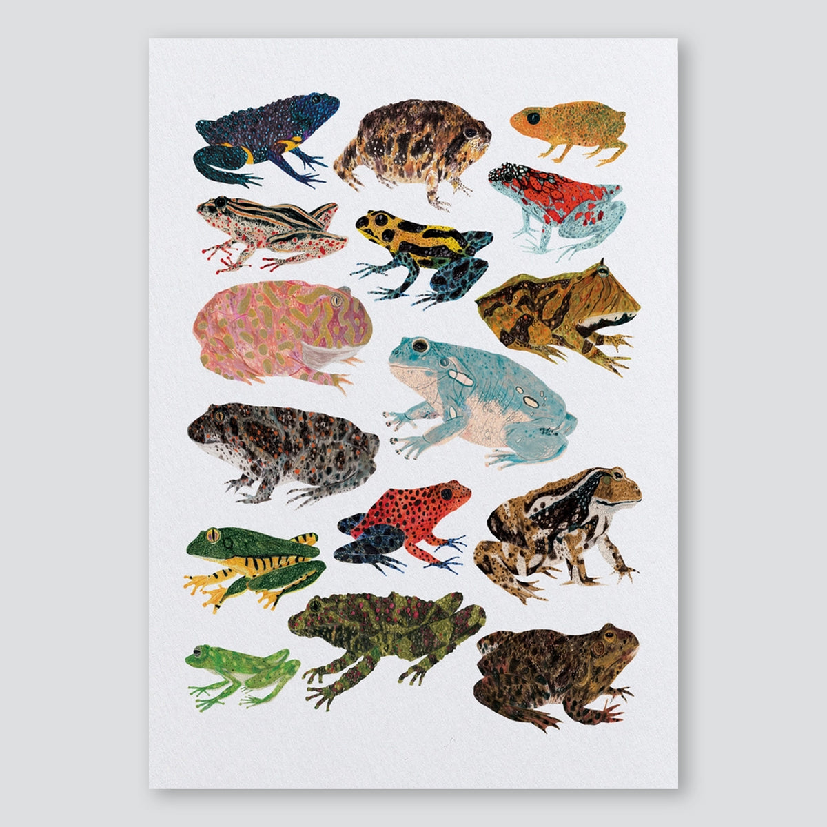 Frogs and Toads A3 Print - James Barker