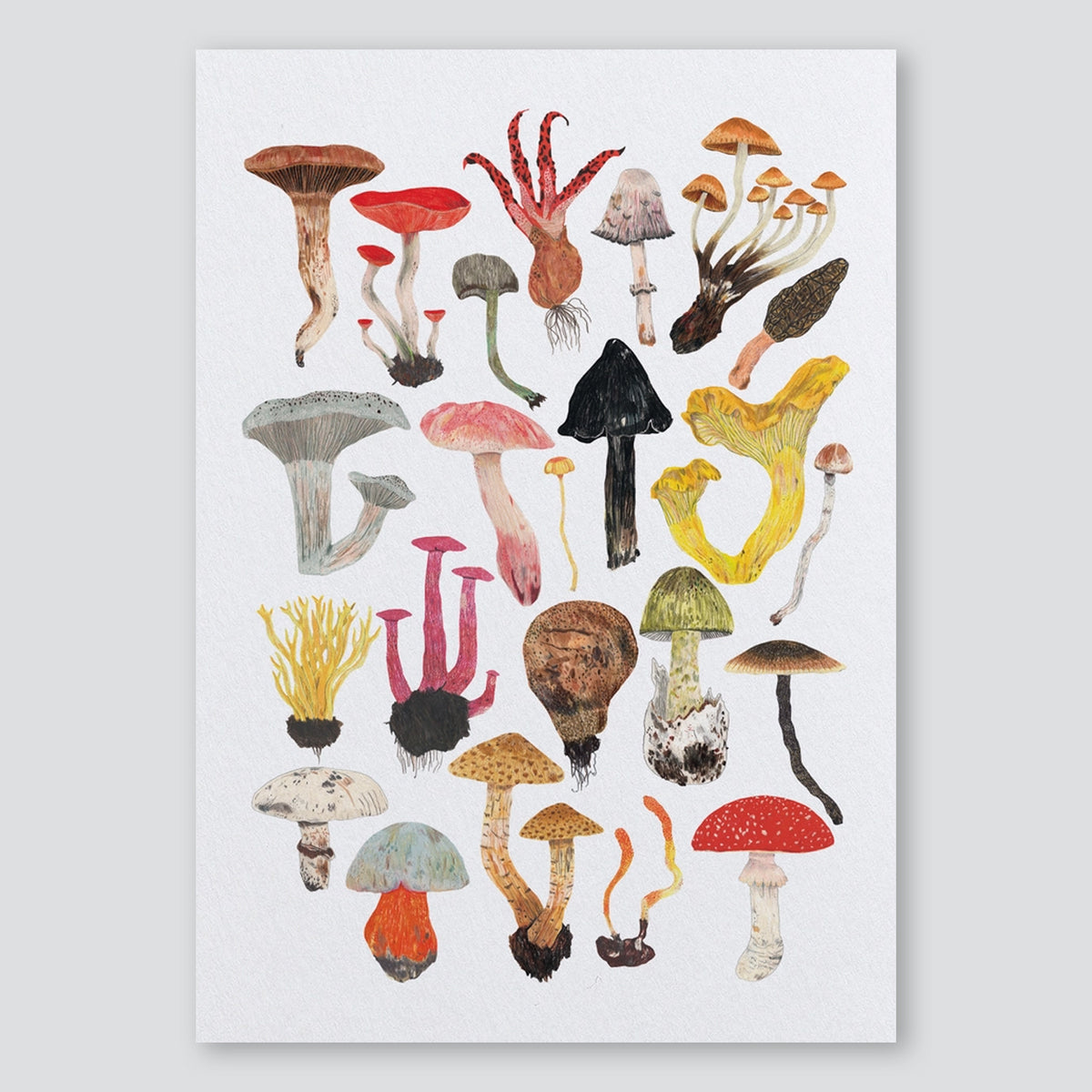 Mushrooms and Toadstools A3 Print - James Barker