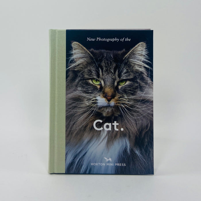 New Photography of the Cat