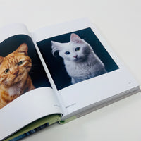 New Photography of the Cat