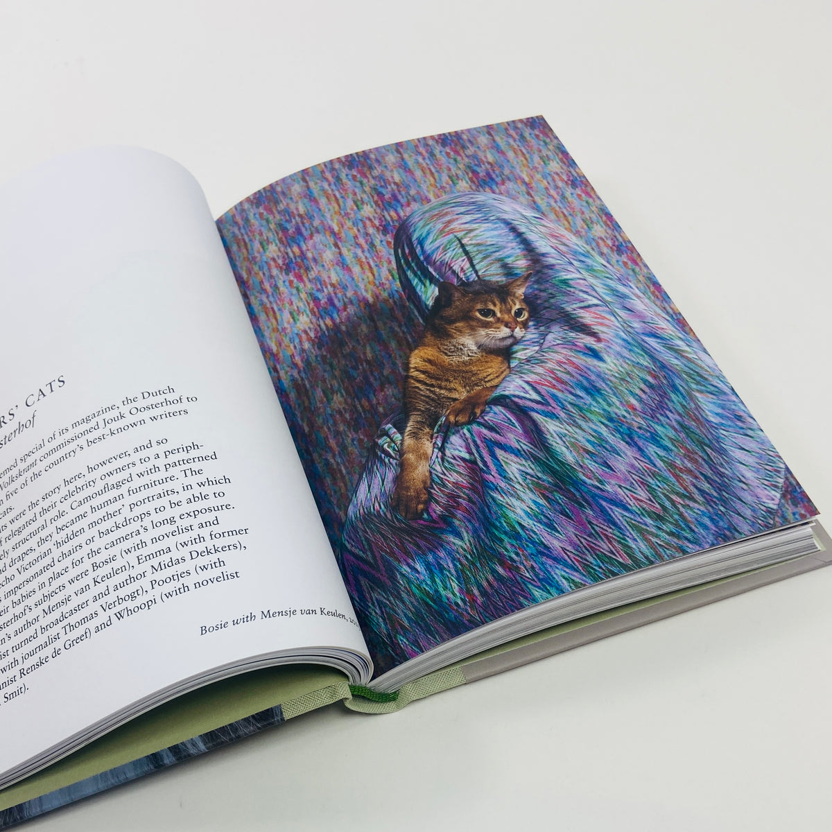 New Photography of the Cat