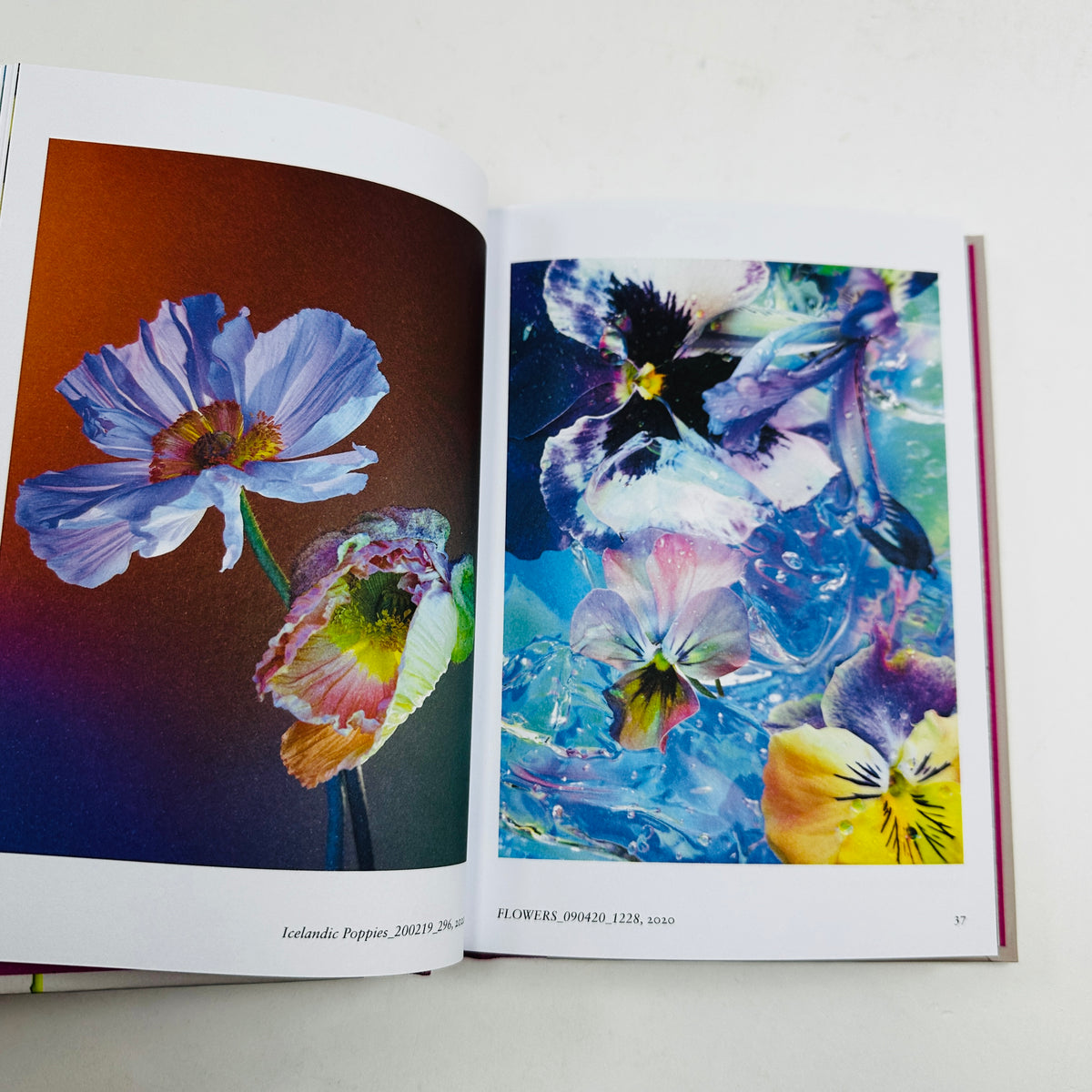 New Photography of the Flower