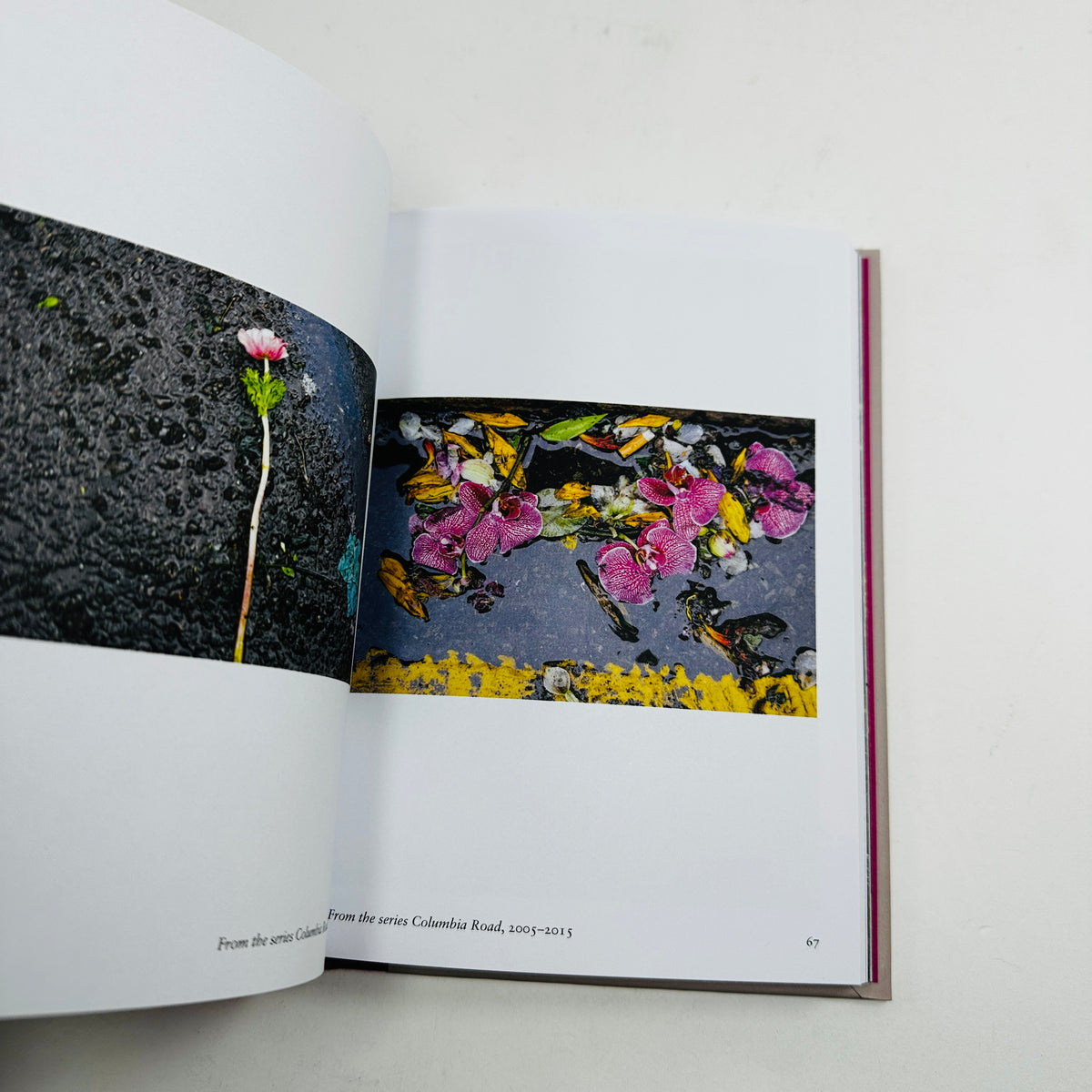 New Photography of the Flower