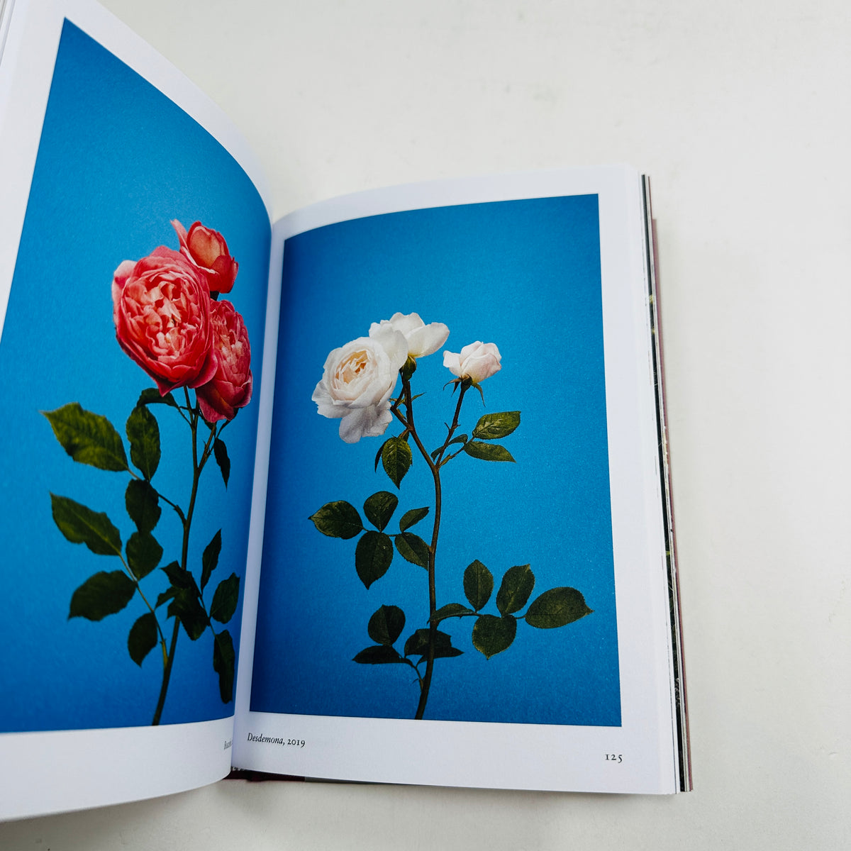 New Photography of the Flower