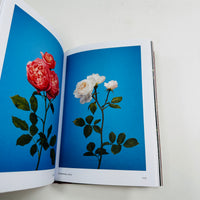 New Photography of the Flower