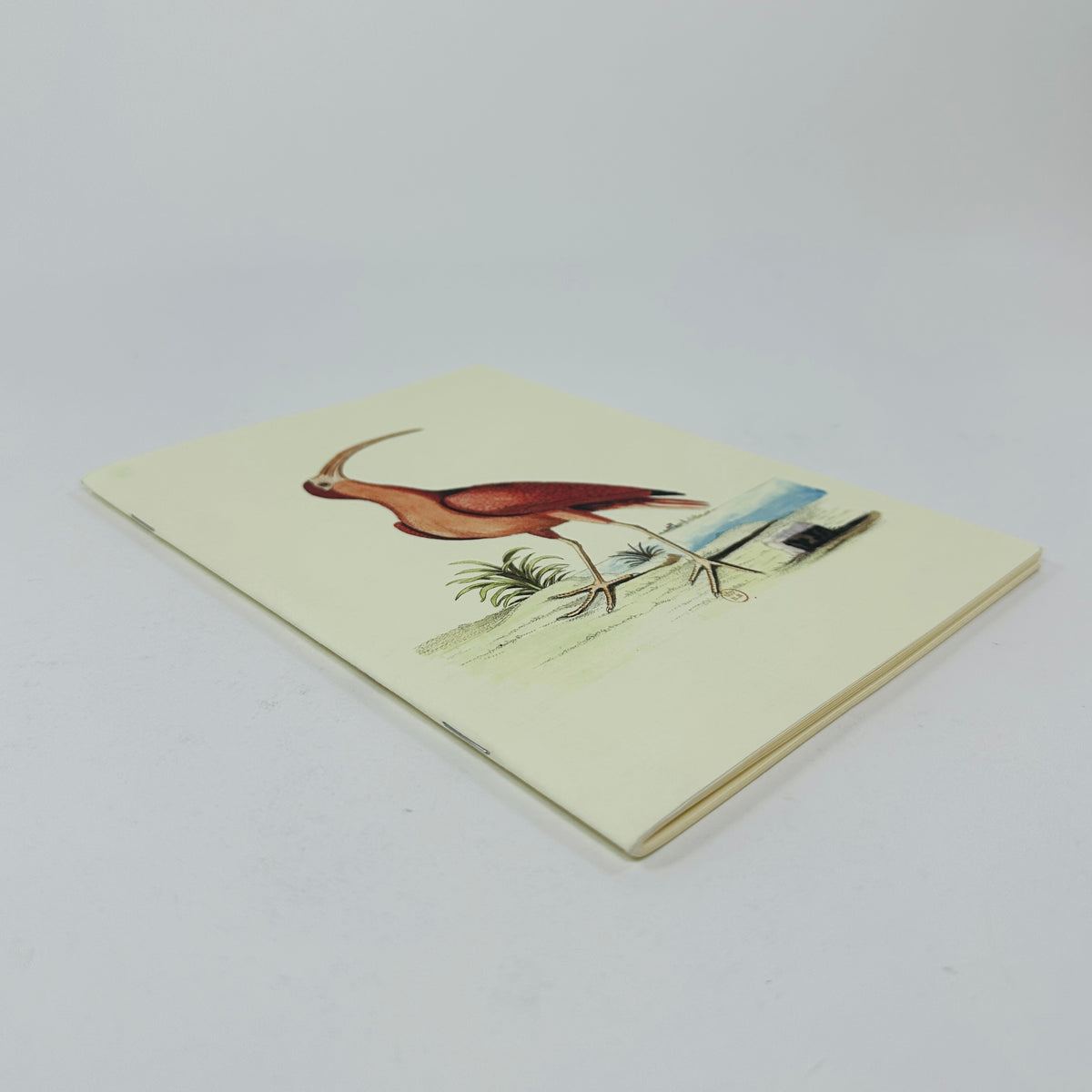 Collection of Various Birds Notebook