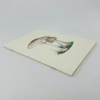 Fungi from the Midlands Notebook