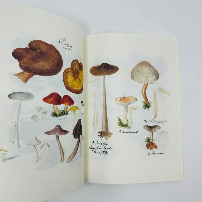 Fungi from the Midlands Notebook