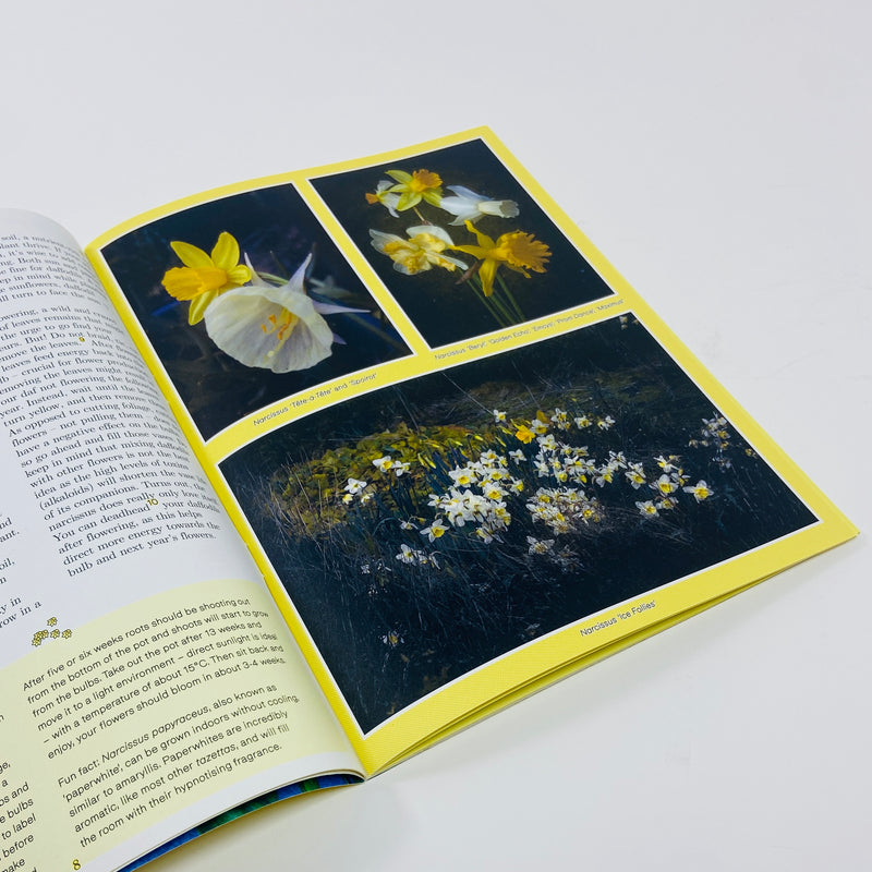 Pleasant Place #7 - Daffodils (Narcissus)
