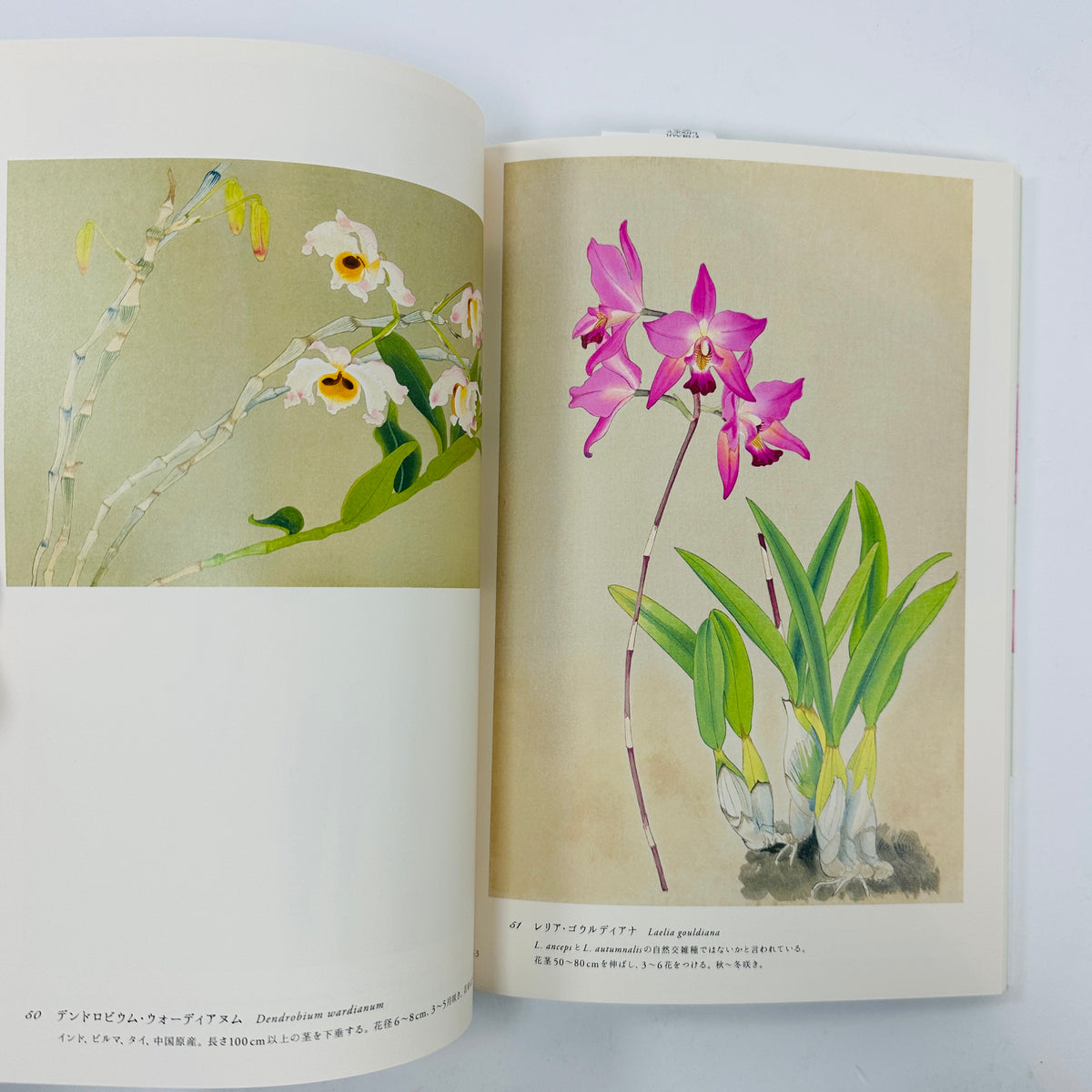 Rankafu - Japanese Woodblock Prints of Orchids