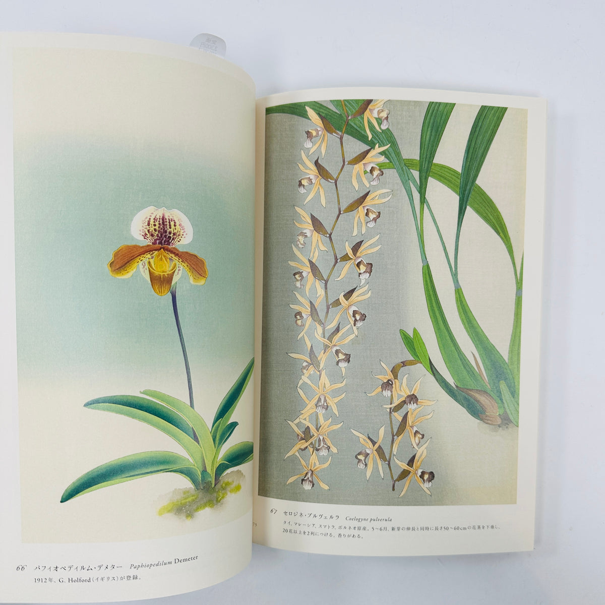 Rankafu - Japanese Woodblock Prints of Orchids