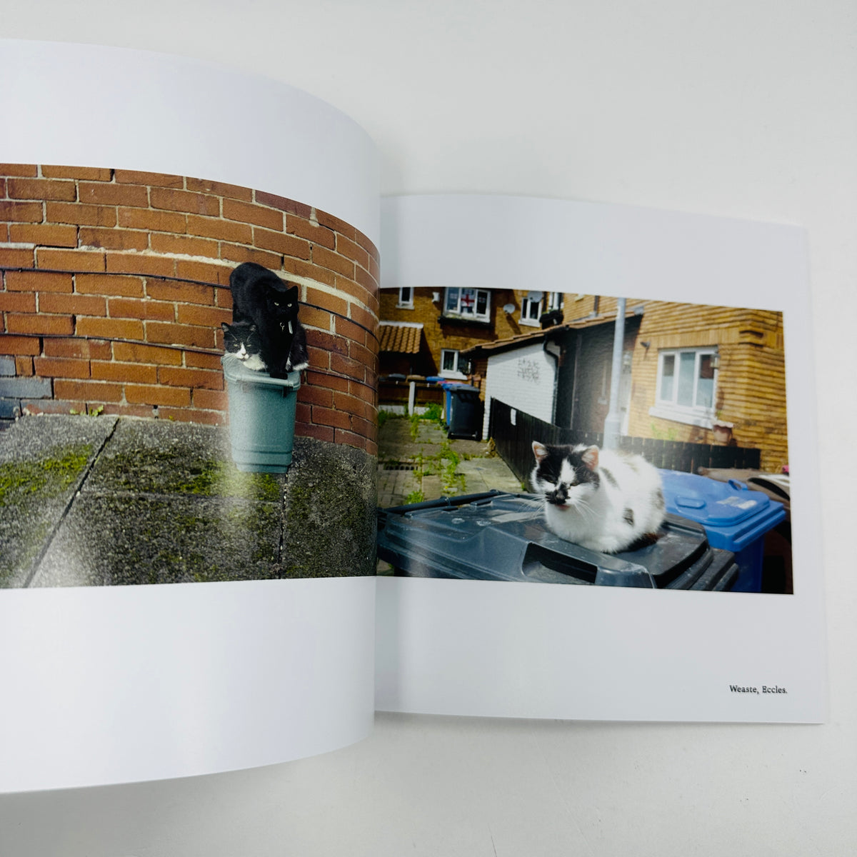 The Manchester Cat Cartel - Claire Wray