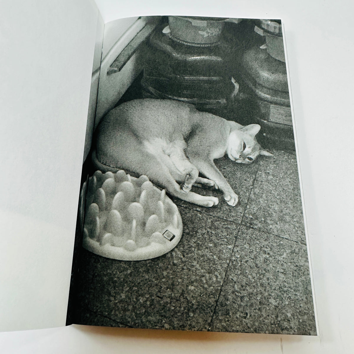 This Is Not My Cat - Takashi Homma