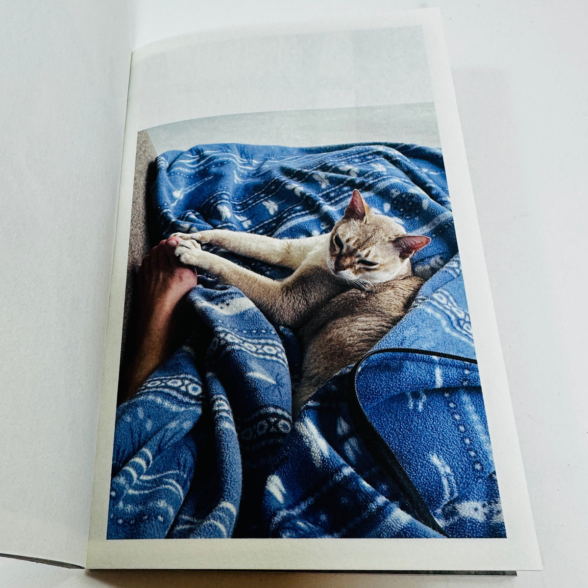 This Is Not My Cat - Takashi Homma