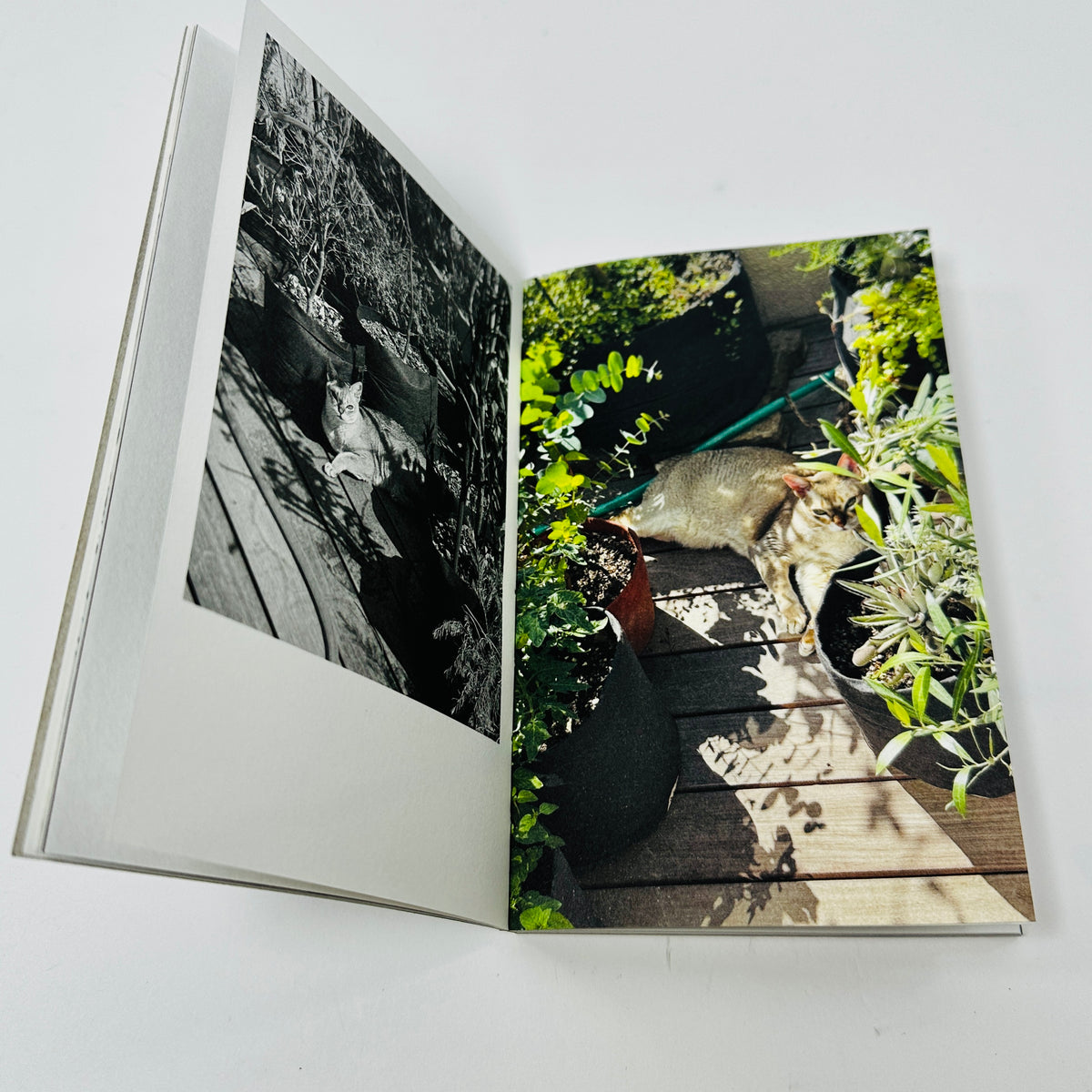 This Is Not My Cat - Takashi Homma