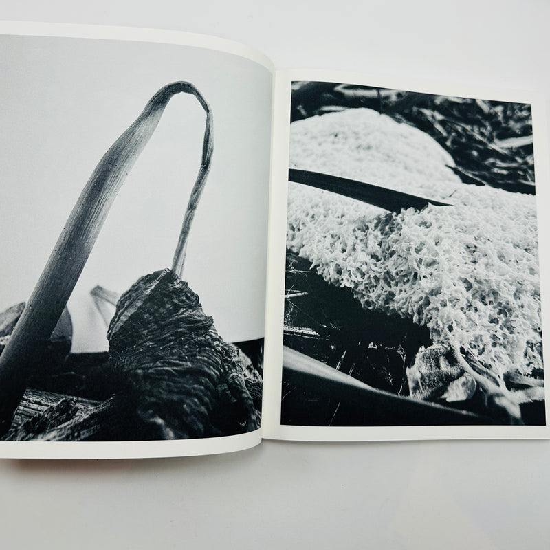 Ying Ang – Fruiting Bodies
