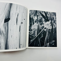 Ying Ang – Fruiting Bodies