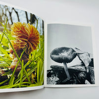 Ying Ang – Fruiting Bodies